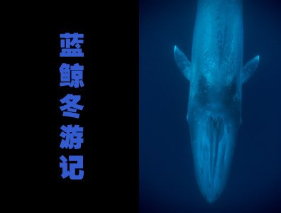亲历蓝鲸冬游记 这一物种眼看就要灭绝(组图)