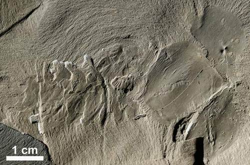 发现5亿年前海洋新物种 头部长有一对多刺爪
