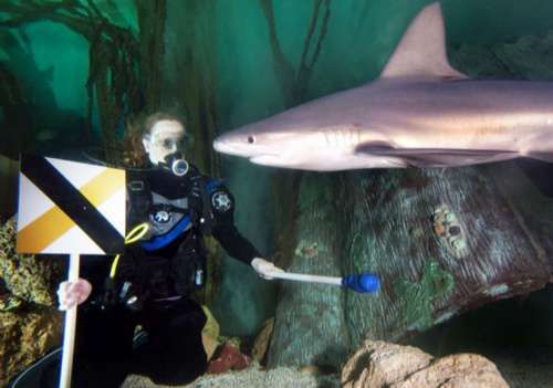 英水族馆利用条件反射将鲨鱼驯成宠物(图)