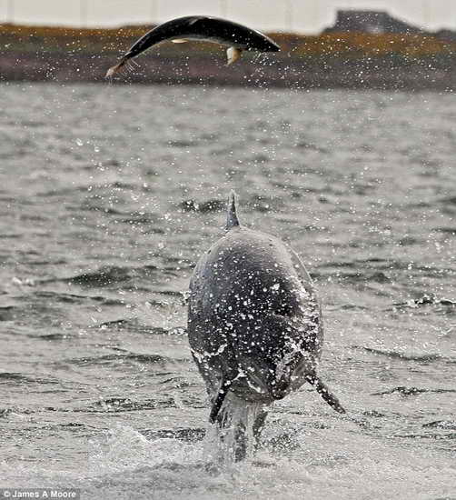 英国摄影师拍到海豚捕猎野生鲑鱼(组图)