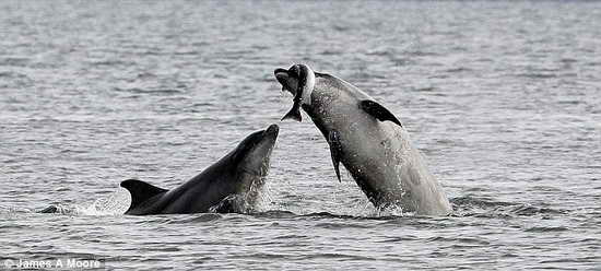 英国摄影师拍到海豚捕猎野生鲑鱼(组图)