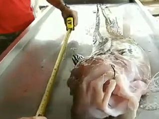 巴西发现粉红怪鱼：鲨鱼头鳗鱼身无鳞无牙（图）