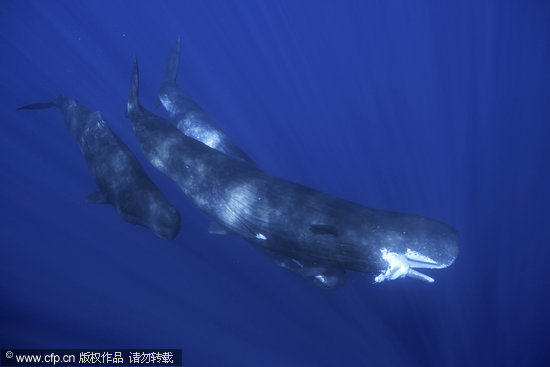 组图:水下摄影师拍到抹香鲸捕食乌贼画面