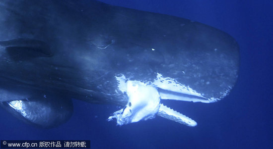 组图:水下摄影师拍到抹香鲸捕食乌贼画面