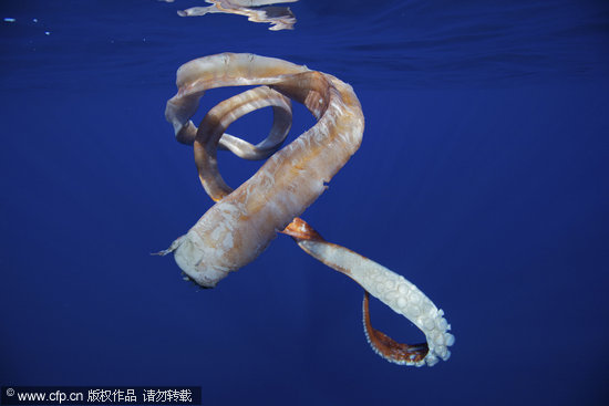 组图:水下摄影师拍到抹香鲸捕食乌贼画面