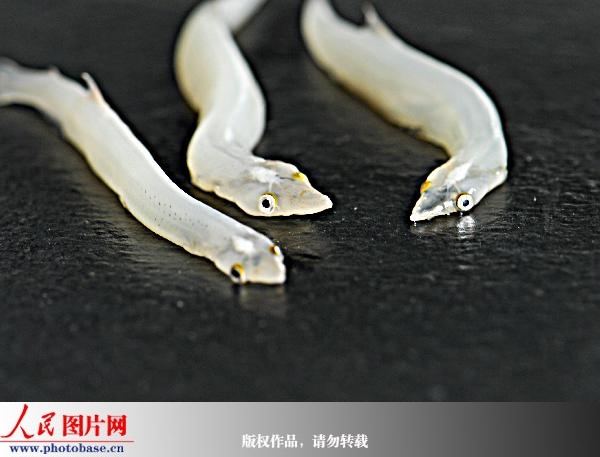 二九○农场职工沙志江在黑龙江打捞上来三条白色的透明鱼。  版权作品，请勿转载。