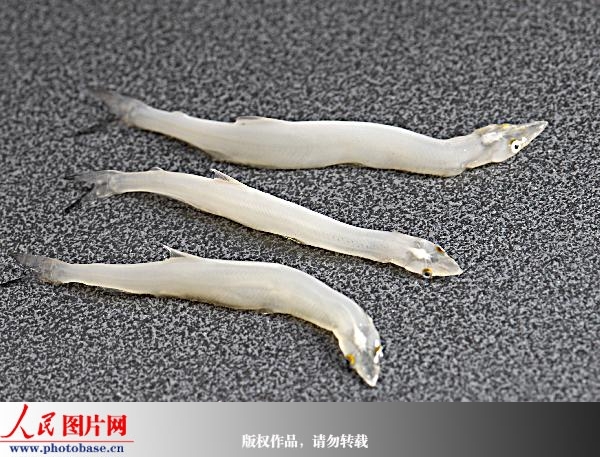 二九○农场职工沙志江在黑龙江打捞上来三条白色的透明鱼。  版权作品， 请勿转载。