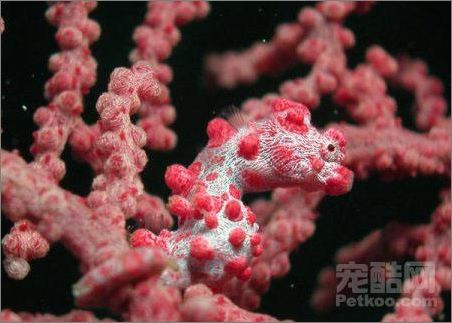 奇！会生孩子的海马爸爸（图）