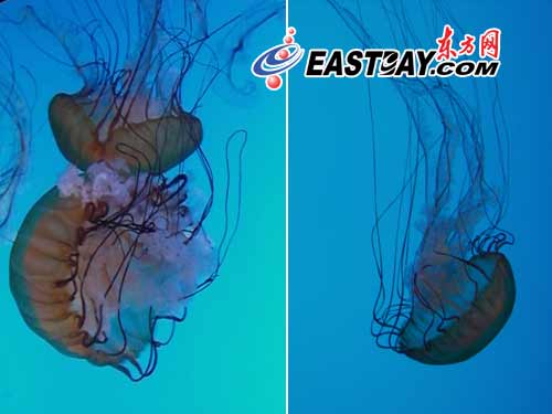 图片说明：上海海洋水族馆里的水母看上去很美，但是养起来却不易。