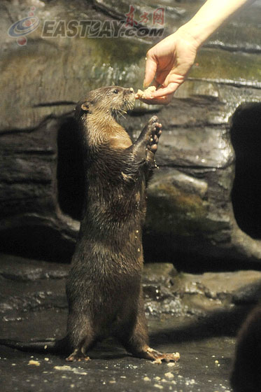 水族馆给水獭投食肉丸汤元吸引游客(组图)