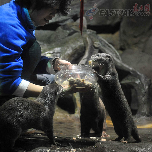 水族馆给水獭投食肉丸汤元吸引游客(组图)