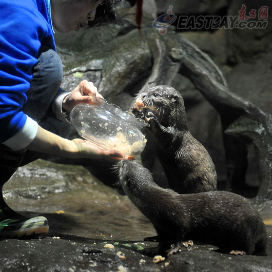 水族馆给水獭投食肉丸汤元吸引游客(组图)