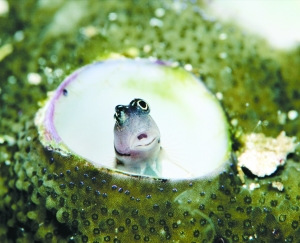 虾虎鱼 虾虎鱼