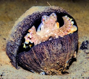 pg电子平台海洋动物世界中的“蜗居”(图1)