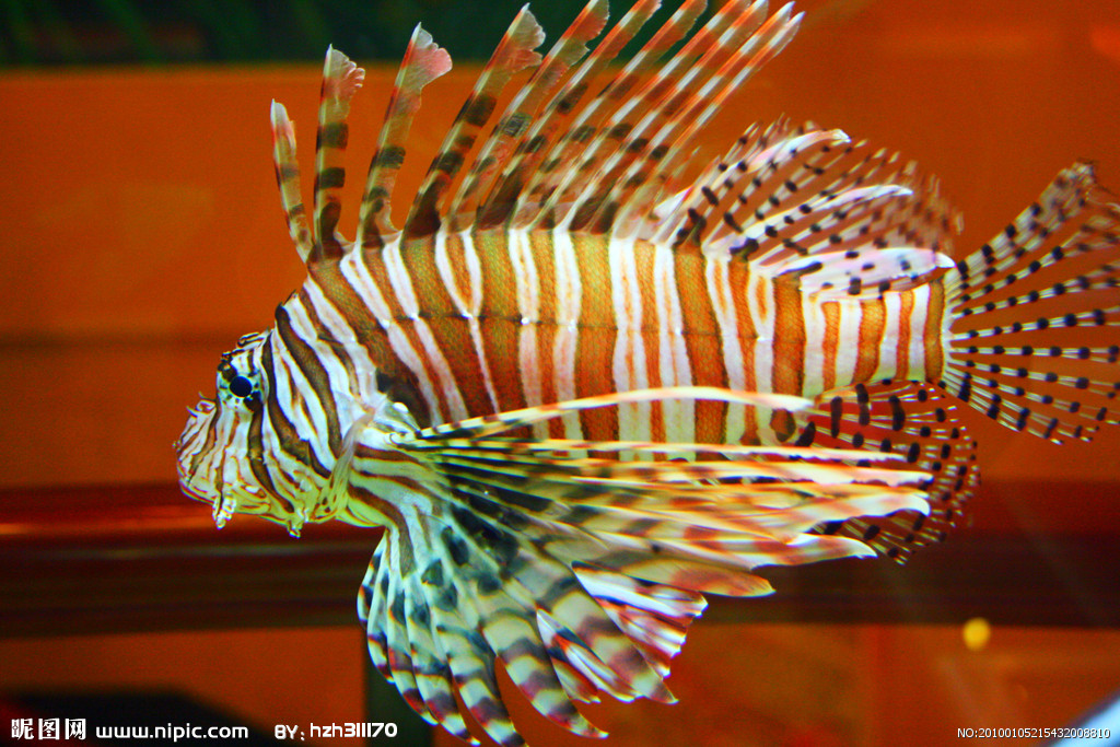 海洋生物 狮子鱼