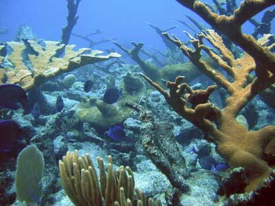 全球珊瑚礁加速消亡可造成生态灾难