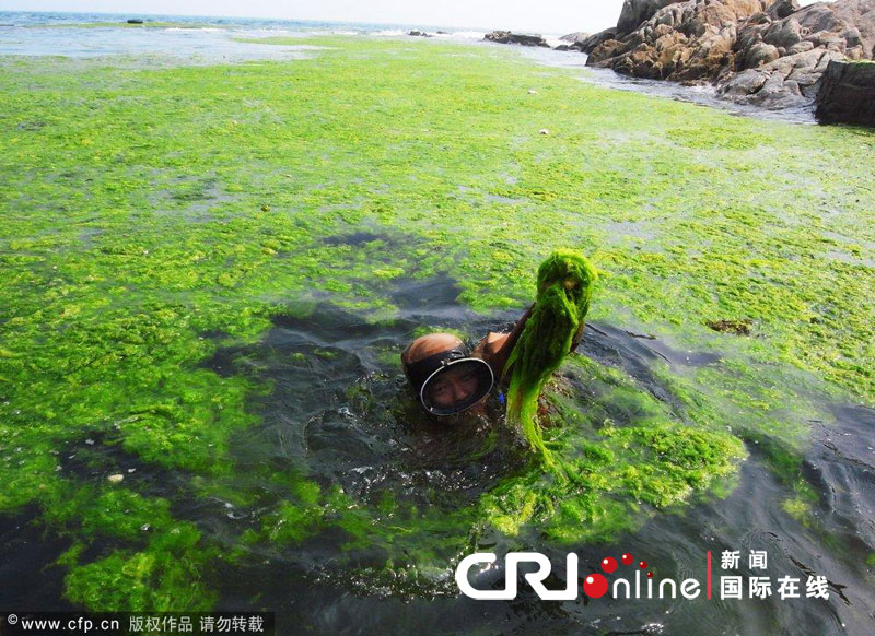 山东青岛浒苔爆发连续第三年入侵内海(高清组图)