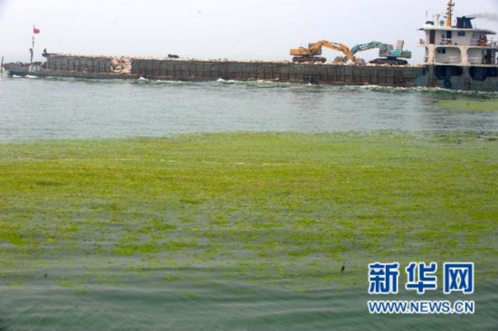 山东：浒苔移至烟台海域相关部门积极打捞处理