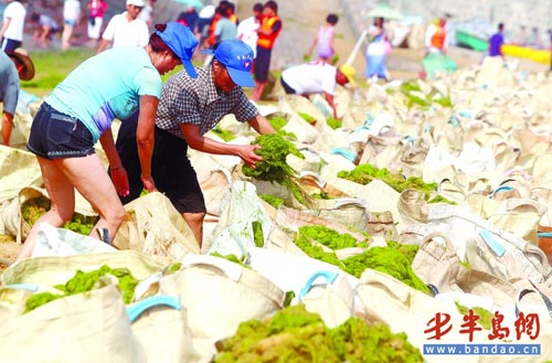 志愿者和六浴工作人员清理出来300吨浒苔。