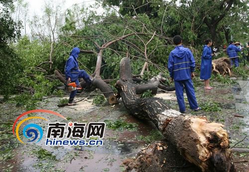 三亚：台风“康森”肆虐 6000多棵乔灌木被刮倒