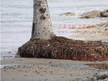 海边椰子树露出根部。