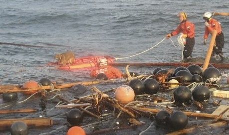 日本现“狗坚强” 海啸后漂流3周获救