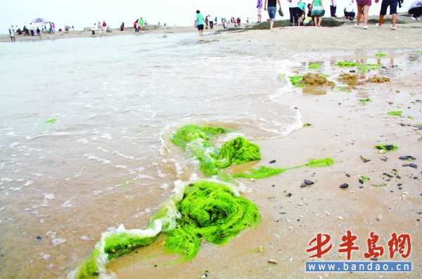 6月18日,灯塔广场海滨出现了零星浒苔。