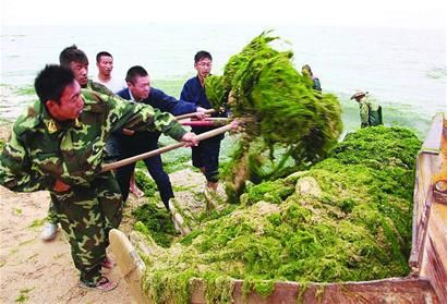 浒苔脱水机准备了十多台招募百余人准备海边“打浒”