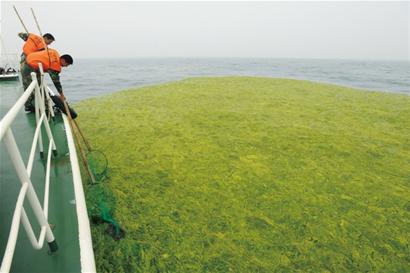 大公岛海域撞见浒苔