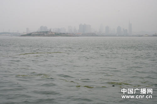 青岛附近海域的零星浒苔