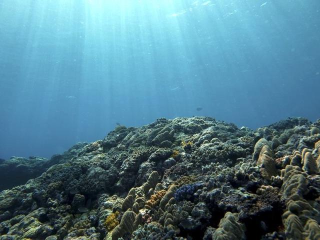 气候变化会使海洋“缺氧”产生更多“死亡地带”