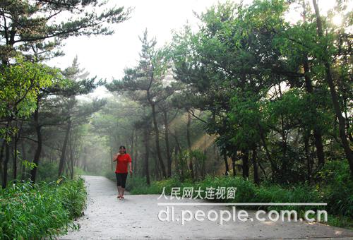 獐子岛山顶郁郁葱葱的生态森林