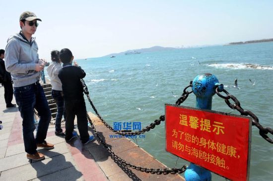 青岛暂停喂食海鸥 青岛暂停喂食海鸥