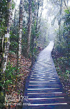 穿梭于热带雨林的缆桥
