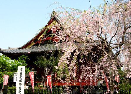 美丽樱花
