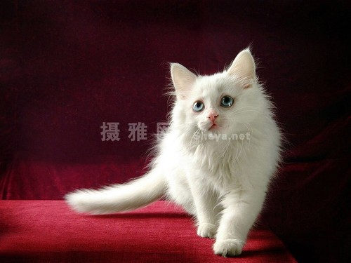 如何抓拍宠物憨态可掬的模样？猫狗拍摄技巧