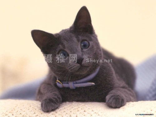 如何抓拍宠物憨态可掬的模样？猫狗拍摄技巧