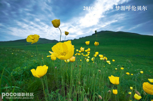 草原拍摄技巧与案例分析
