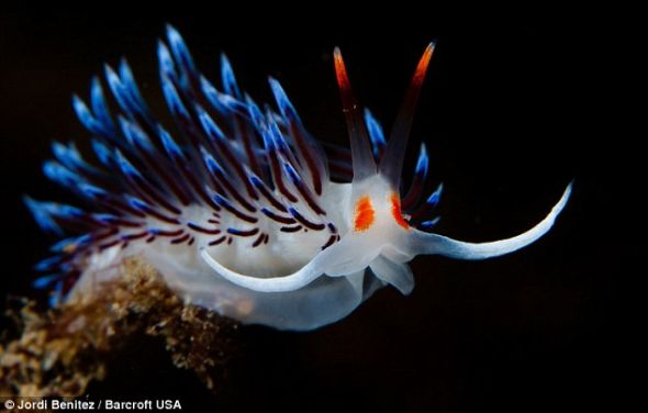 海蛞蝓在水下黑暗的背景中发出美丽的荧光