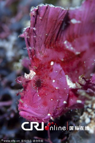 2011年5月6日消息，Scubazoo是英国领先的水下摄影团队，他们致力于在全世界范围内进行水下摄影，并全力保护全球的珊瑚礁。在他们的镜头中，这些奇怪的海洋生物都变得如此可爱。