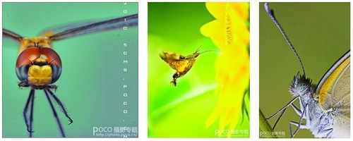 秋天的精灵 昆虫摄影基础知识讲解