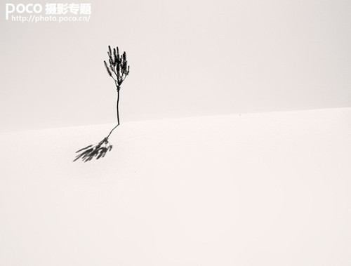 树之恋 情绪风光拍摄技法