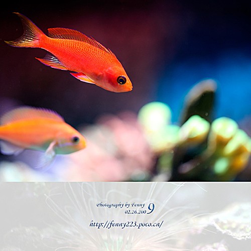 水族摄影基本技巧谈