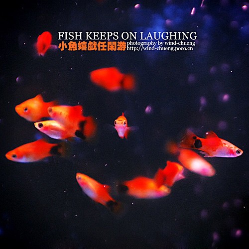 水族摄影基本技巧谈