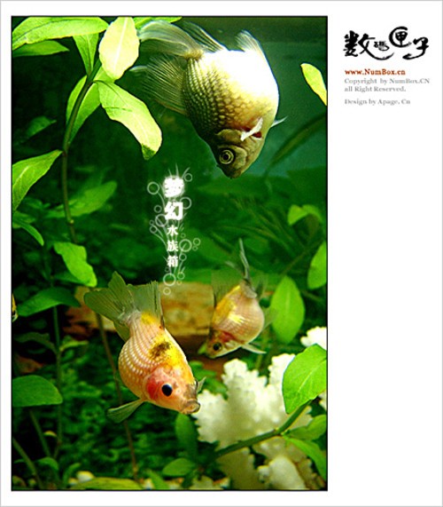 水族摄影基本技巧谈