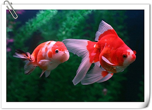 水族摄影基本技巧谈