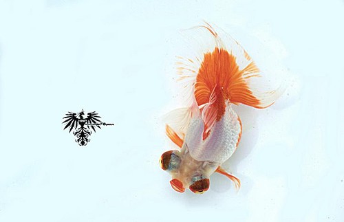水族摄影基本技巧谈