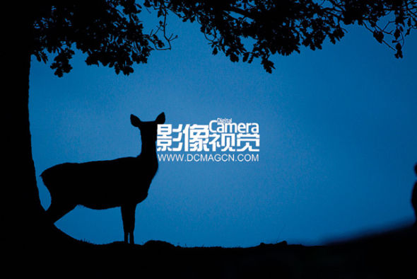 摄影技巧:职业摄影师的构图秘籍