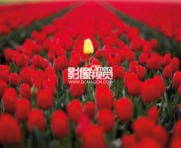 摄影技巧:职业摄影师的构图秘籍