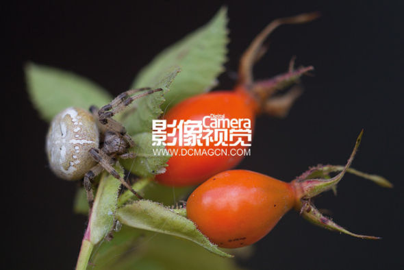 摄影技巧:职业摄影师的构图秘籍